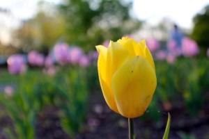 tulipyellow