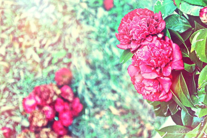 realroses_zps43778e5c
