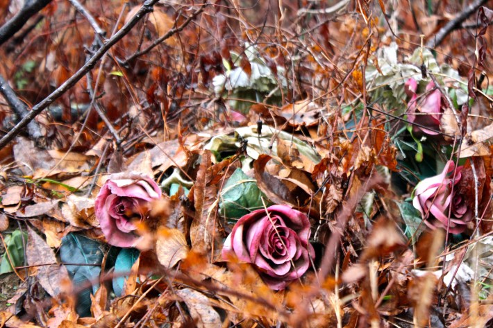 roses in leaves