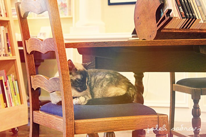 cat bookstore