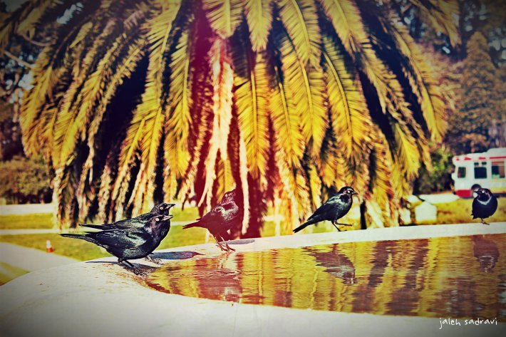 san fran birds fountain