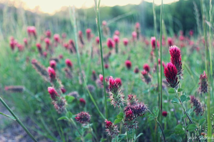 pink blooms at sunset