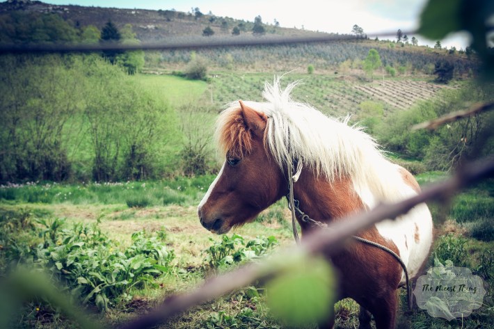 SAMSUNG CAMERA PICTURES